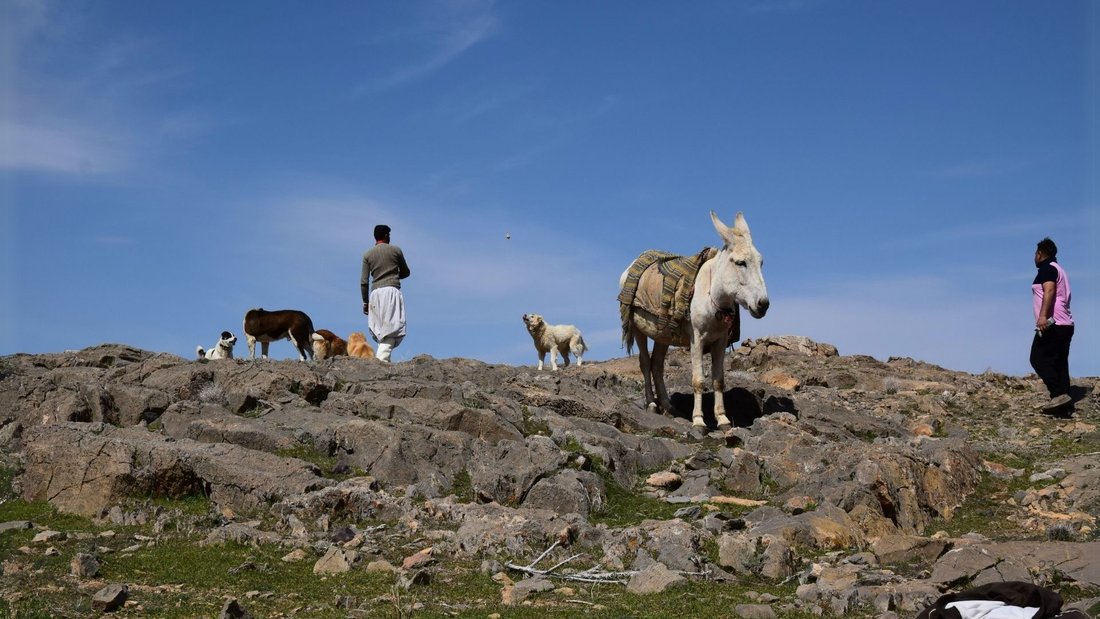 The Virtual Shepherd — still