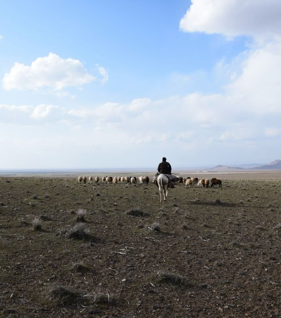 The Virtual Shepherd — still